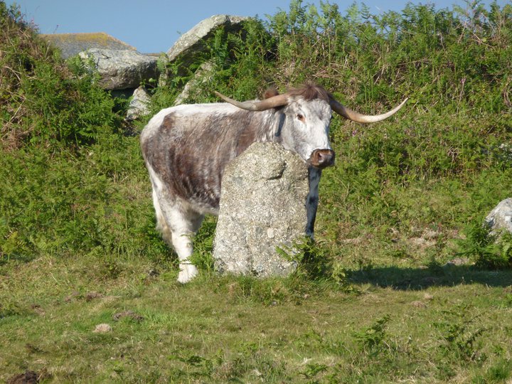 cattle rubbing against the standing stones